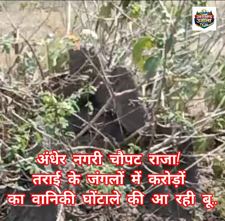 Breking news : अंधेर नगरी चौपट राजा! तराई के जंगलों में करोड़ों का वानिकी घोंटाले की आ रही बू..